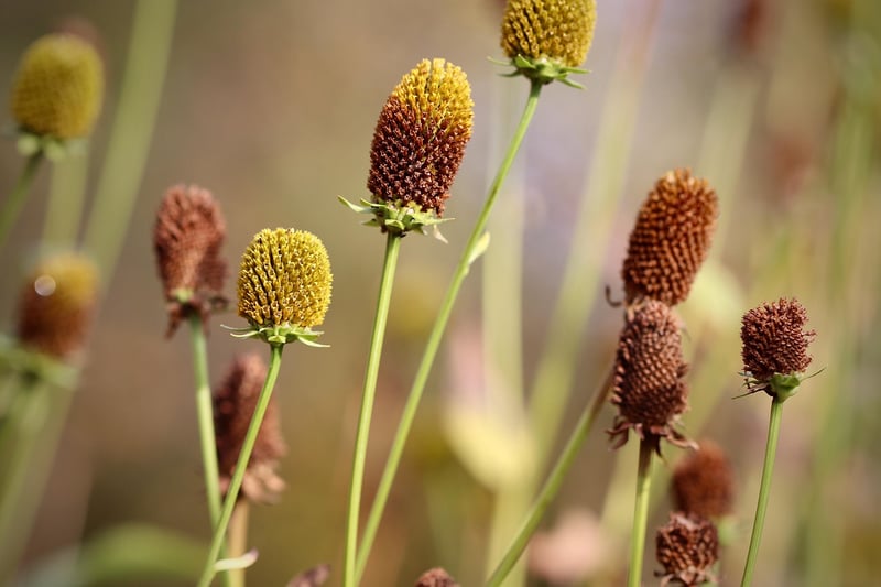 Otherworldly Horticulture