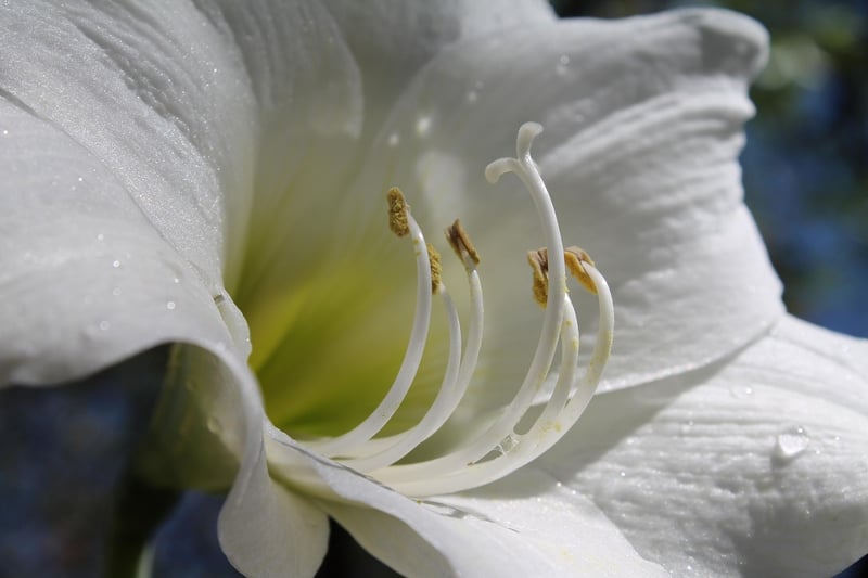 Belladonna Seeds