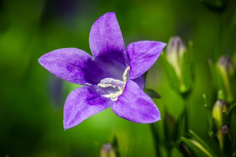 Bluebell Flowers