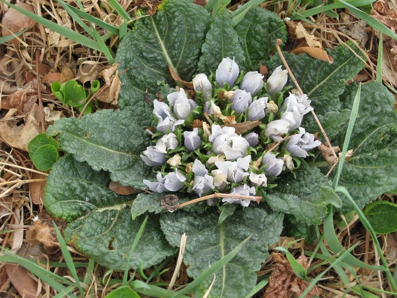 Mandrake Seeds