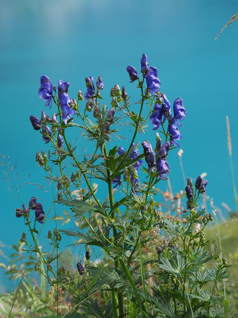Wolfsbane Seeds